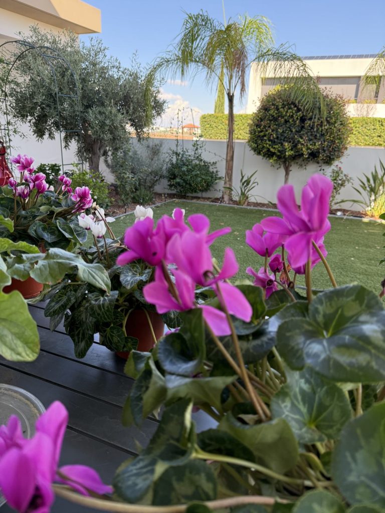 Bright pink cyclamen flowers close up, with the lawn behind