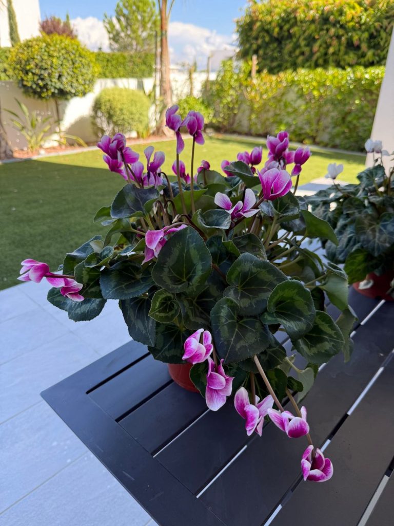 Pink and white cyclamen in a pot on a terrace table, with a green lawn behind