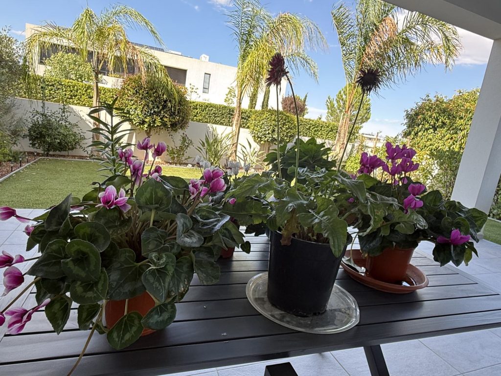 Several pots of pink cyclamen on a terrace table, with the garden and palm trees behind