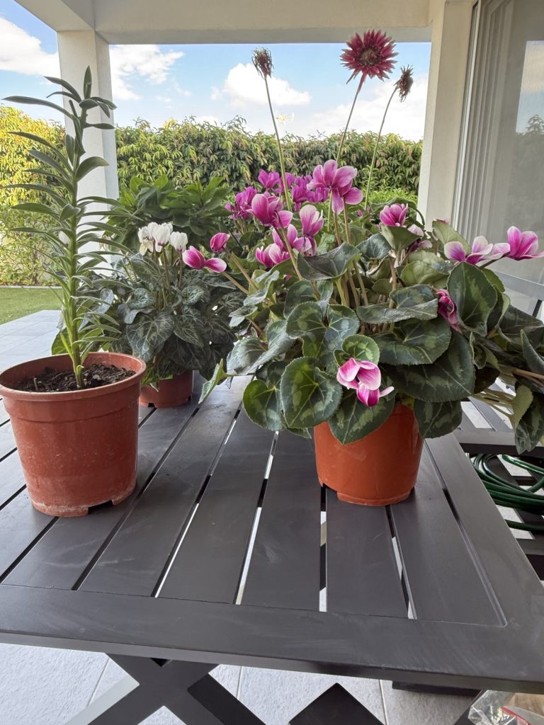 Pots of pink and white cyclamen on a terrace table under a pergola
