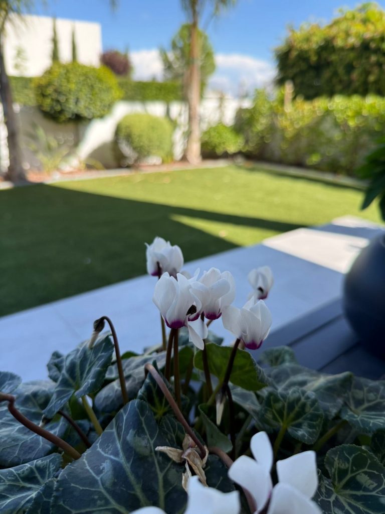White cyclamen flowers with a purple centre, a sunny garden blurred behind