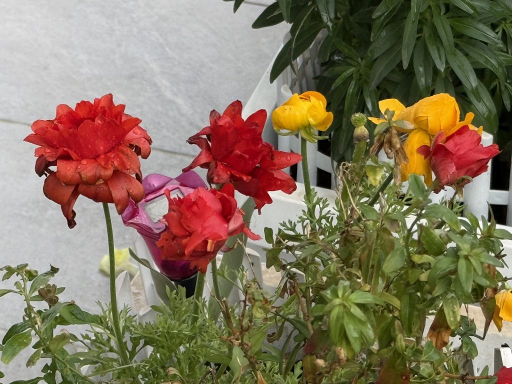 Bright red and yellow ranunculus flowers with green leaves in a sunny garden