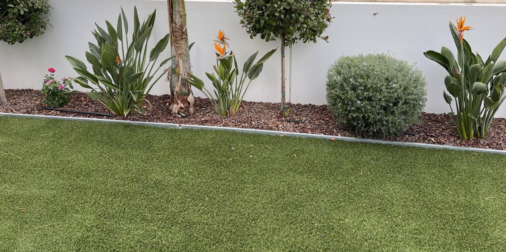 A Mediterranean garden bed with birds of paradise, round topiary trees and a rose in front of a white wall, above a green lawn