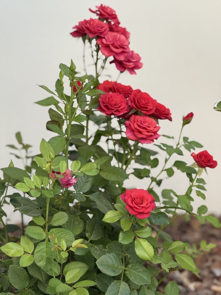 A red rose bush in full bloom with fresh green leaves in a Mediterranean garden