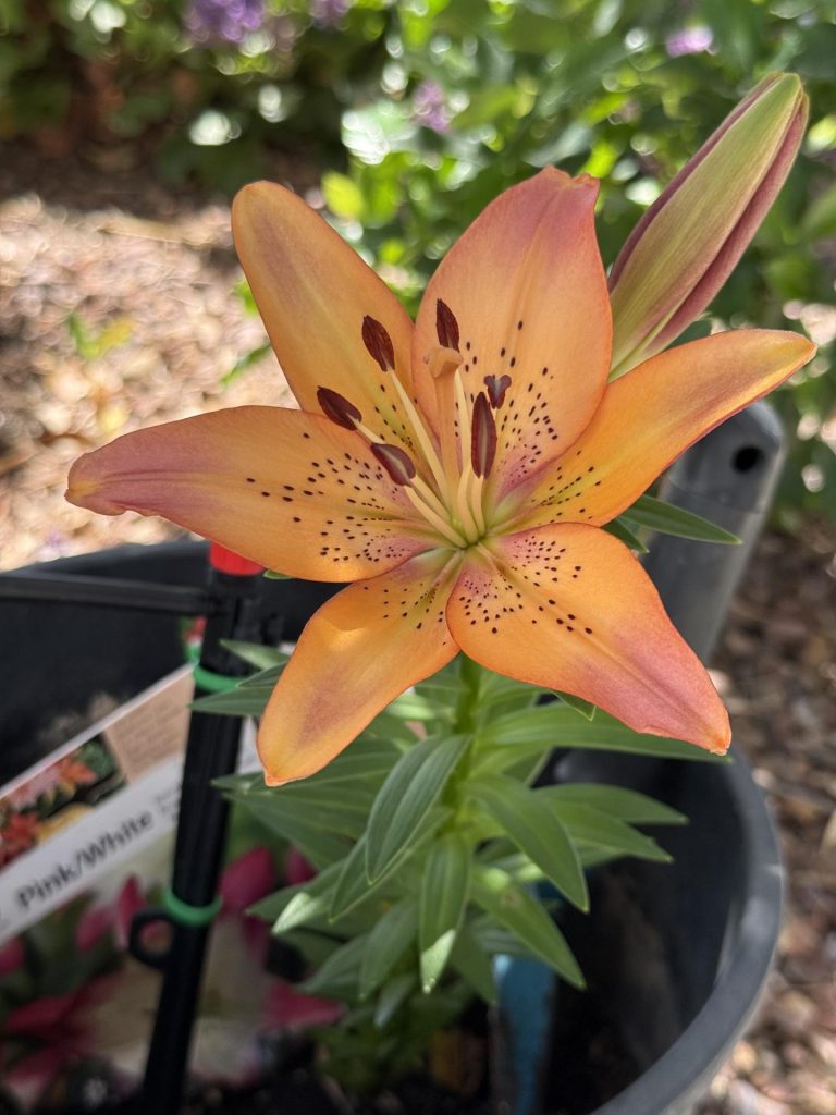 An orange lily flower opening in a pot, with a bud beside it