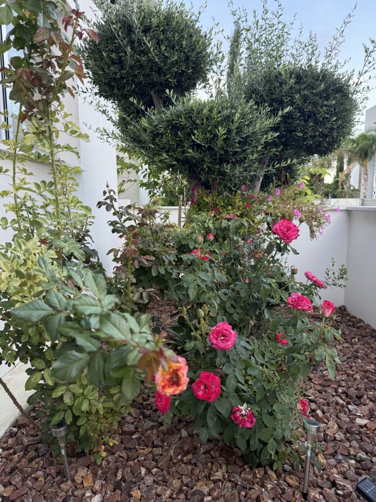 A bed of pink and red roses under round topiary trees
