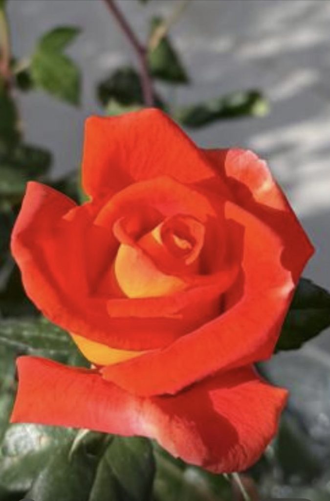 A bright orange rose close up