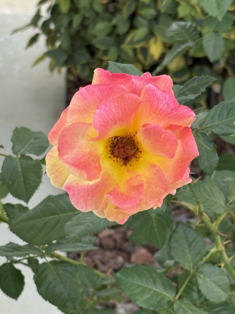 An orange-pink rose with a golden centre