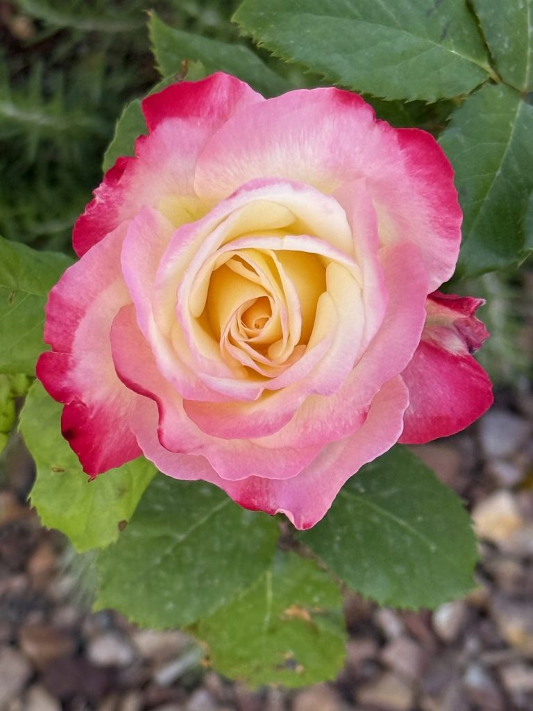 A pink and cream rose in full bloom