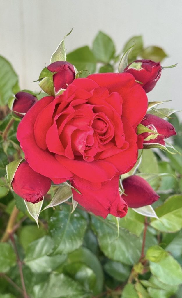 A large deep red rose with buds