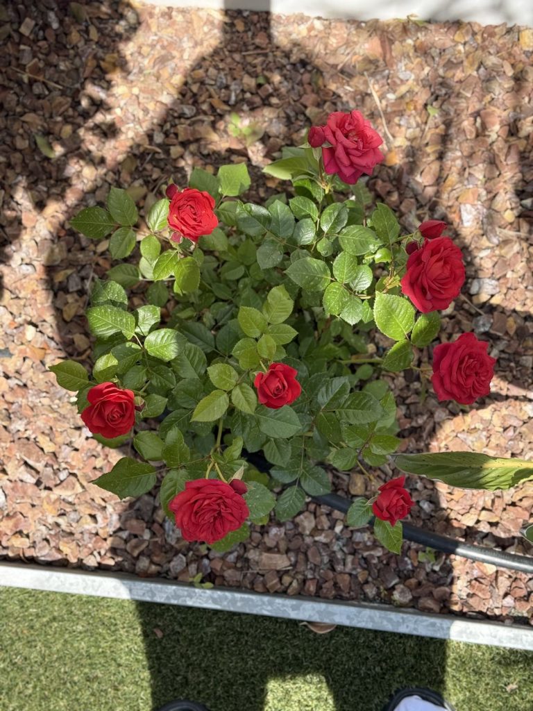 A small rose bush with red roses in a pebble bed