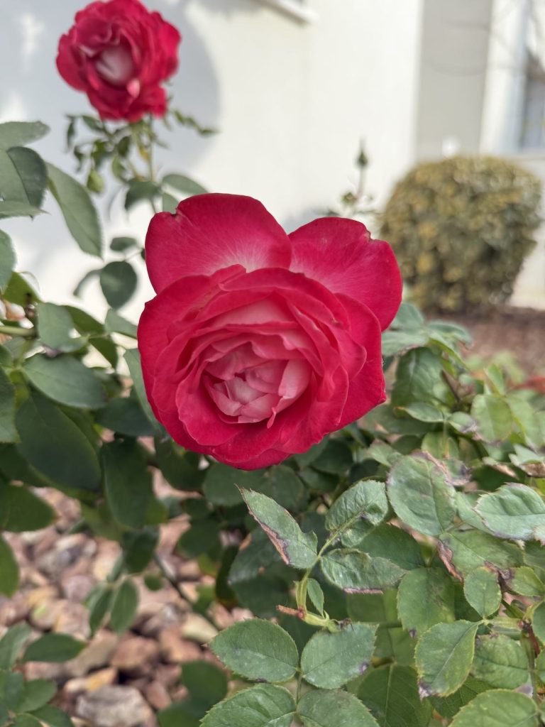 A red-pink rose with green leaves
